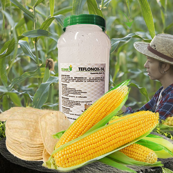 diluible en 13 partes en agua purificada producto para la fabricación de tortillas